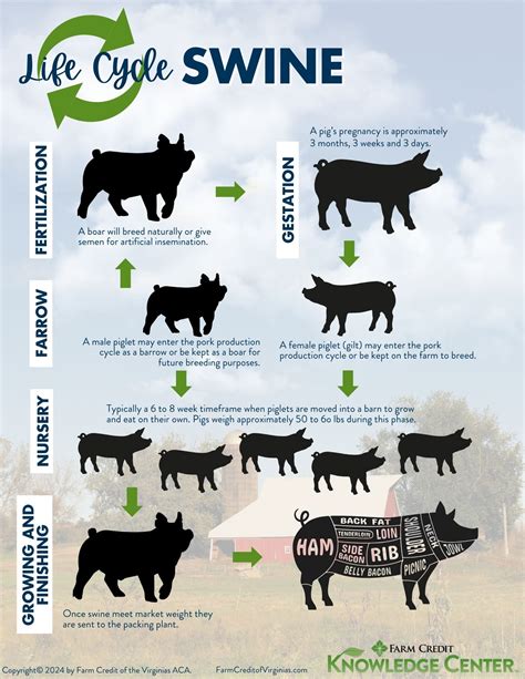 Production Cycle of Swine - UC Davis - raincitystudios.com