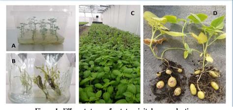 Production of Minitubers of Potato (Solanum ... - Semantic Scholar - muktibox.com