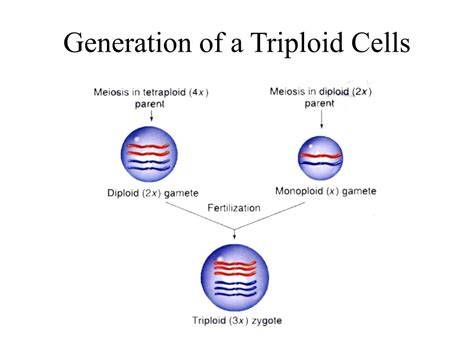 Production of triploids and seedless genotypes in different ... - raincitystudios.com
