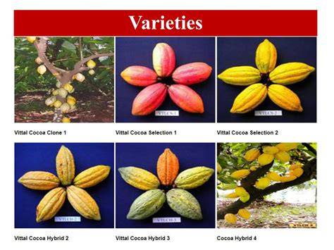 Production Technology of Cocoa (Theobroma cacao).pdf - raincitystudios.com