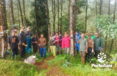 PRODUKTIVITAS DAN KUALITAS GETAH PINUS … - raincitystudios.com