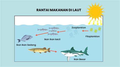 Produsen: Penopang Kehidupan Ekosistem Laut - raincitystudios.com