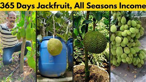 Profitable Jackfruit Farming Business idea with Jack Anil's Nursery ... - raincitystudios.com