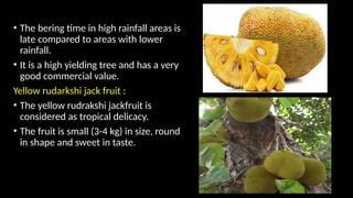 Profitable Jackfruit Production Guide - Organic Farm - raincitystudios.com