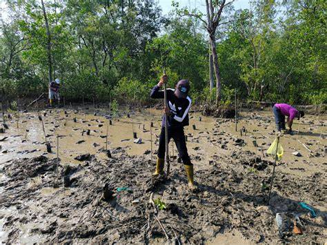Program Penanaman Pokok Bakau dan Spesies-Spesies Yang … - raincitystudios.com