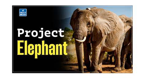 Project Elephant - raincitystudios.com