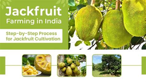 Project Report for Jackfruit Cultivation Farm | FInline - raincitystudios.com