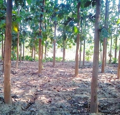 Project Report on Teak Farming - Manufacturing Process - Books ... - raincitystudios.com