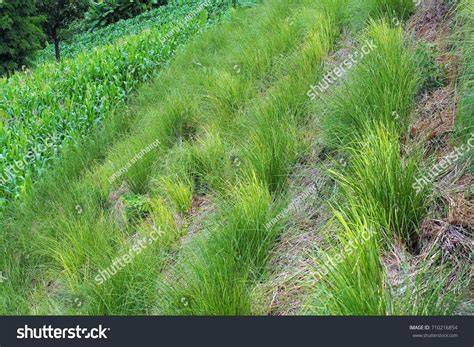 Promoting use of vetiver grass for landslide protection: A pathway to ... - raincitystudios.com