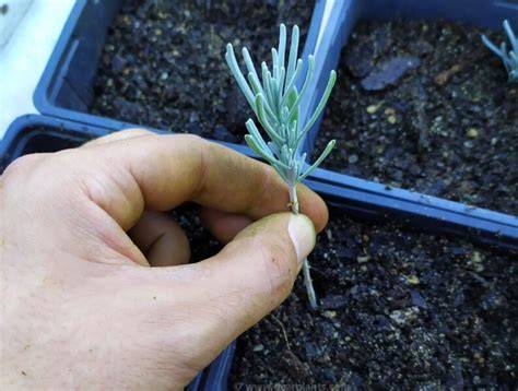 Propagate From Semi-Ripe Cuttings - BBC Gardeners World Magazine - raincitystudios.com
