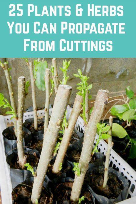 Propagate Trees and Shrubs from Cuttings - Purdue University - raincitystudios.com