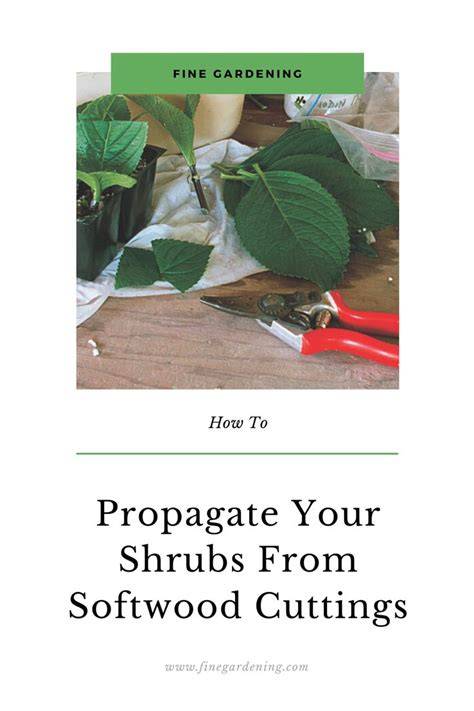 Propagate Your Shrubs From Softwood Cuttings - Fine … - raincitystudios.com