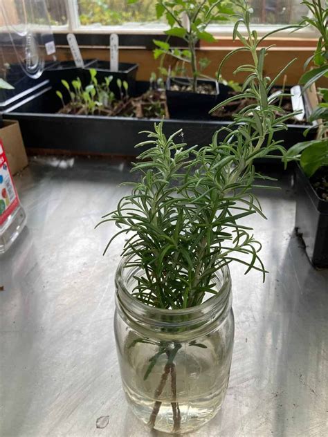 Propagating from cuttings | Sustainable Gardening … - raincitystudios.com