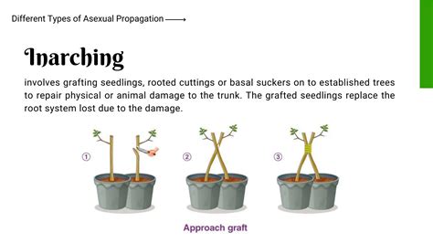 Propagating Fruit Trees by Budding - Oklahoma State … - raincitystudios.com