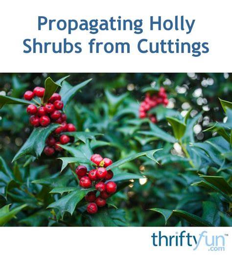 Propagating Holly - How To Grow Holly From Cuttings - raincitystudios.com
