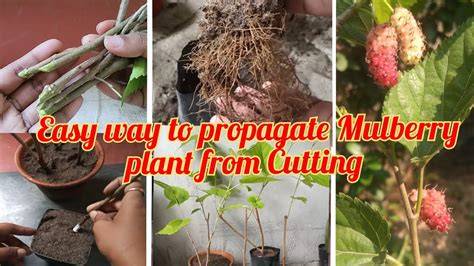 Propagating My Dwarf Mulberry Trying a simple cutting ... - raincitystudios.com