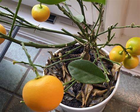 Propagating Orange Tree: The Ultimate Guide - raincitystudios.com