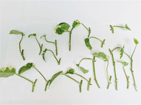 Propagating Pothos - Rooting Devil’s Ivy Cuttings In … - muktibox.com