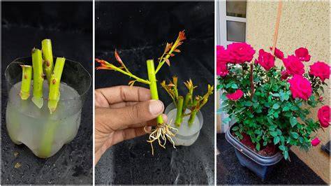 Propagating Rose from Cuttings - UC Davis - raincitystudios.com