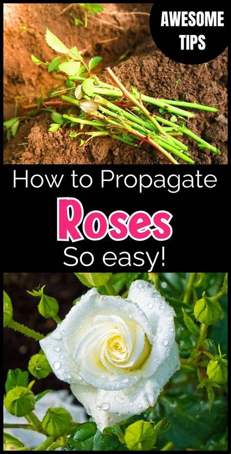 Propagating Roses: A Romantic Guide to … - raincitystudios.com