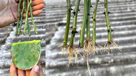 Propagating Roses by Cuttings: Exploring Two Methods and Results ... - raincitystudios.com