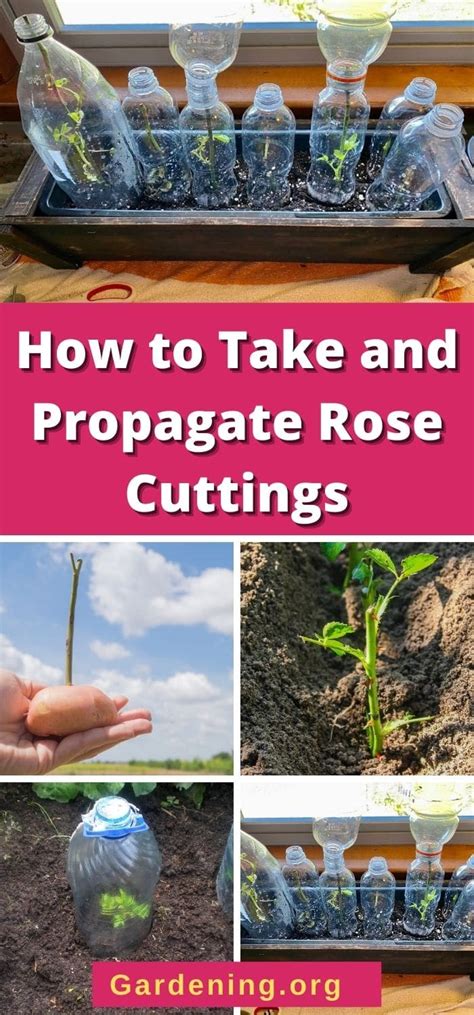 PROPAGATING ROSES BY CUTTINGS - raincitystudios.com