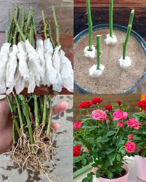Propagating Roses - Plant Addicts - raincitystudios.com