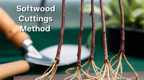 Propagating Shrubs and Trees from Softwood Cuttings - raincitystudios.com