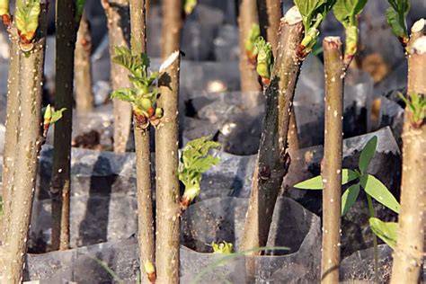 Propagating Trees & Shrubs through Hardwood Cuttings - raincitystudios.com