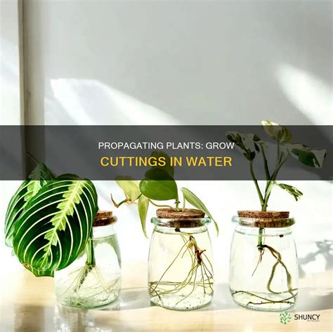 Propagating with Cuttings - raincitystudios.com