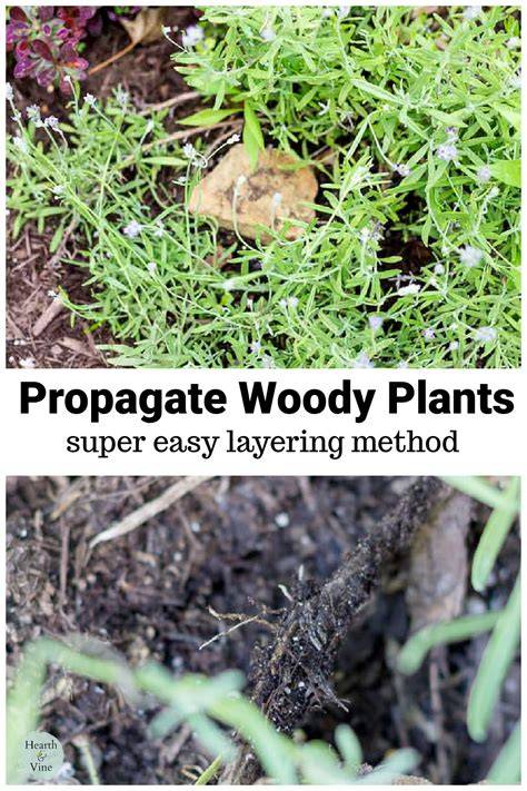 Propagating Woody Plants with Simple Layering - raincitystudios.com
