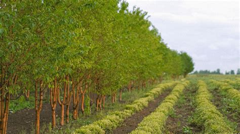 Propagation of Agroforestry Trees - raincitystudios.com