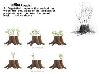 Propagation of Forest Tree Species by Vegetative … - raincitystudios.com