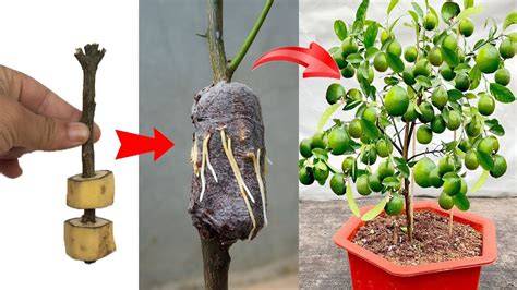 Propagation of Fruit & Nut Trees - New Mexico State University - raincitystudios.com