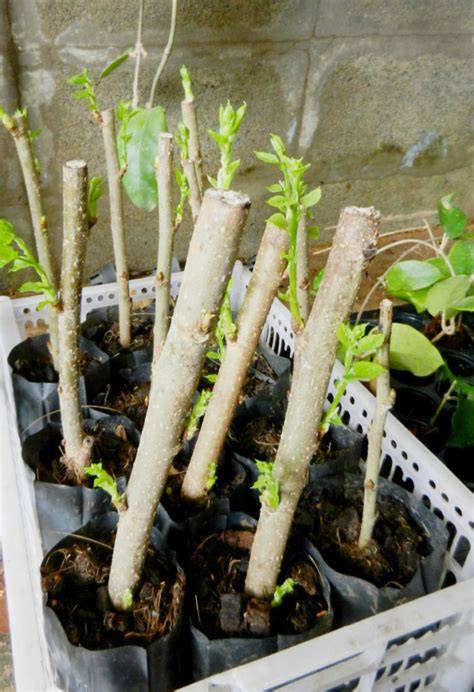 Propagation of Woody Plants by Cuttings - raincitystudios.com