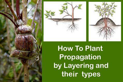 Propagation techniques | RHS Advice - raincitystudios.com