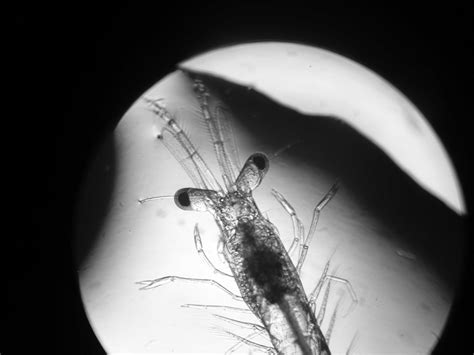 Proper nutrition of larval and postlarval shrimp is critical … - raincitystudios.com