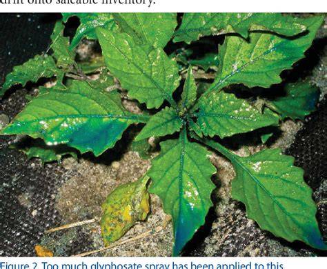 Proper Use and Handling of Glyphosate in Plant Nurseries - raincitystudios.com