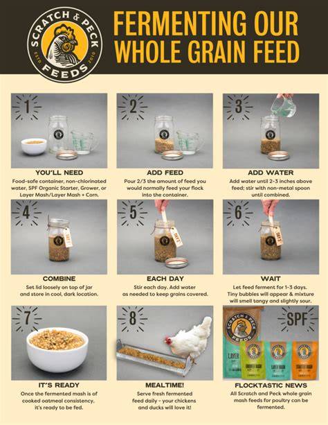 Pros and Cons of Fermenting Chicken Feed | Small Pet Select - raincitystudios.com