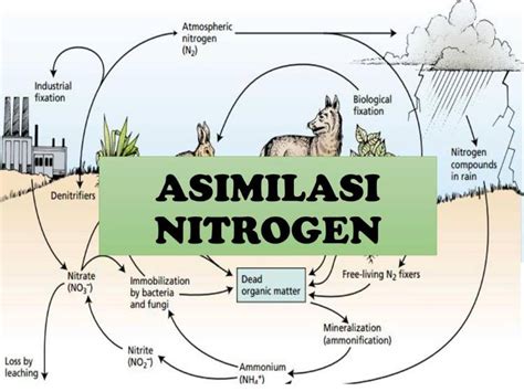 PROSES ASIMILASI NITROGEN - Kemdikbud - muktibox.com
