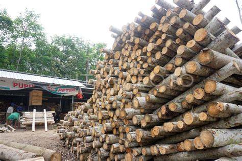 Proses dan Pengolahan Kayu Mahoni - Surono Ady Mulya - raincitystudios.com