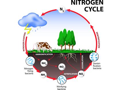 Proses dan Tahapan Siklus Nitrogen di Alam - Media … - muktibox.com