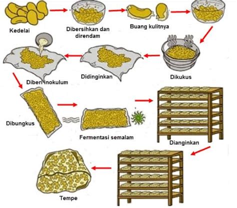 Proses Fermentasi Tempe - muktibox.com
