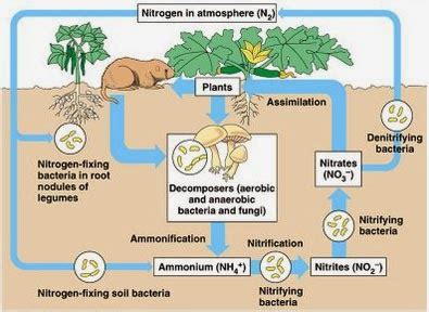 Proses Nitrifikasi dan Denitrifikasi - EDUBIO - muktibox.com