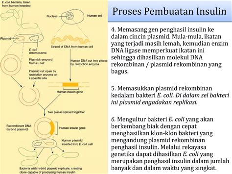 Proses Pembuatan Insulin Rekombinan | PDF - Scribd - muktibox.com