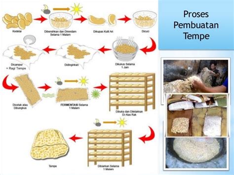 PROSES PEMBUATAN TEMPE TRADISIONAL - UNIDA - wintechmobiles.com