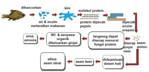Proses Pencernaan Protein dalam Tubuh - Hello Sehat - muktibox.com
