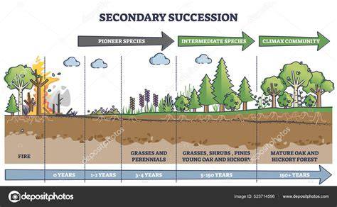 Proses Suksesi Hutan: Primer dan Sekunder | PDF - raincitystudios.com
