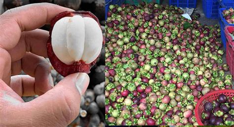 Prospects and challenges of expanding mangosteen … - raincitystudios.com