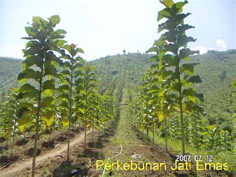 Prospek Berkebun Jati Emas - raincitystudios.com